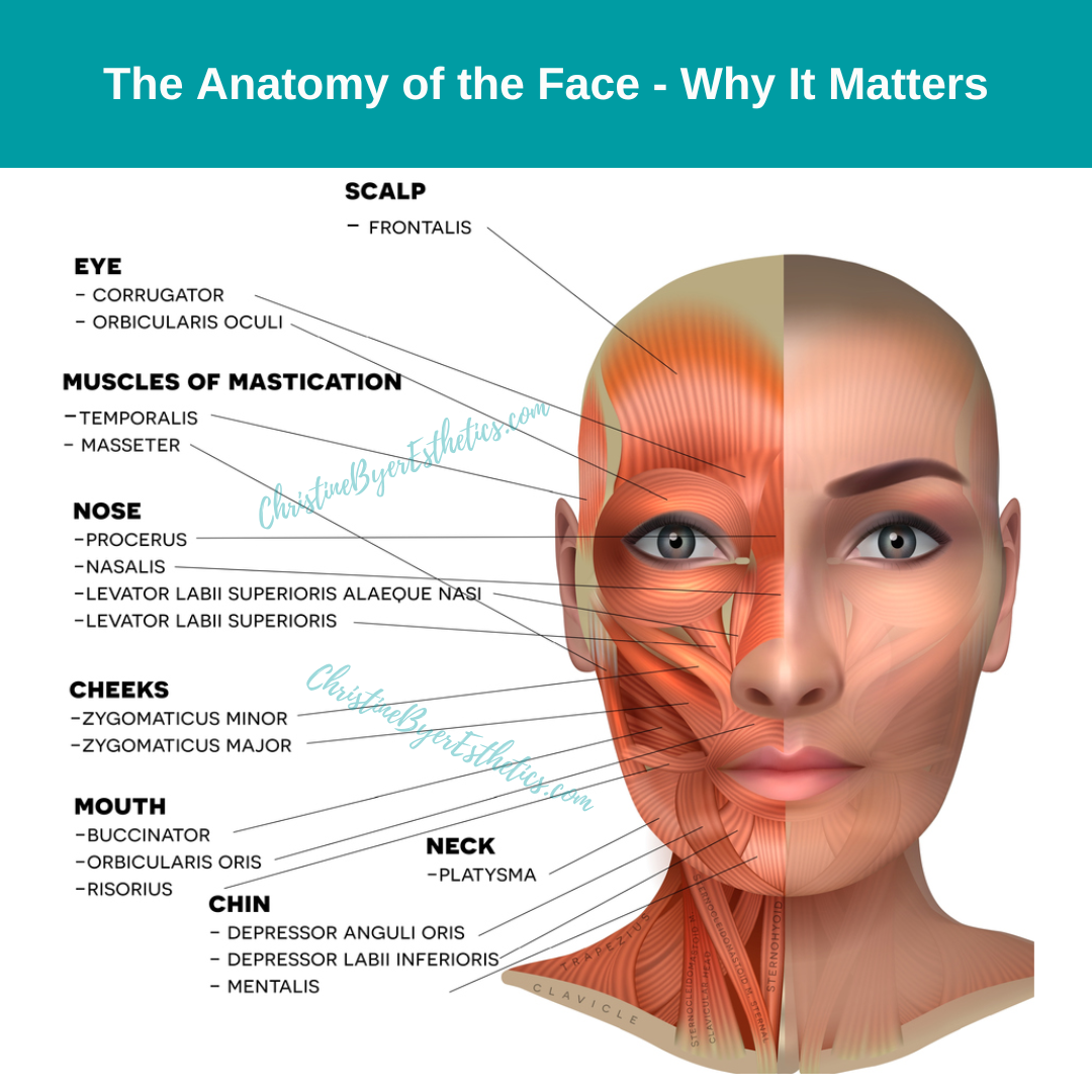 Muscles of the face front