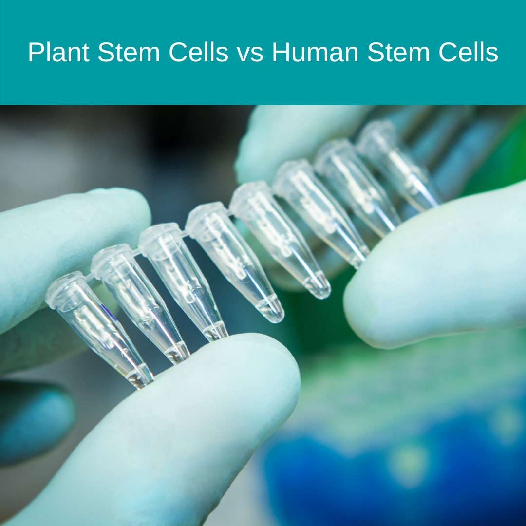 Plant Stem Cells vs Human Stem Cells